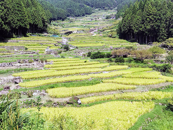 千枚田