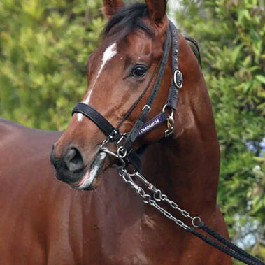 2024.12.10_shinden_blog_6