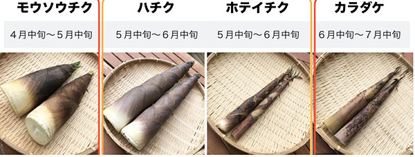 春の味覚の王者 栄養豊富な食材「たけのこ」を味わう