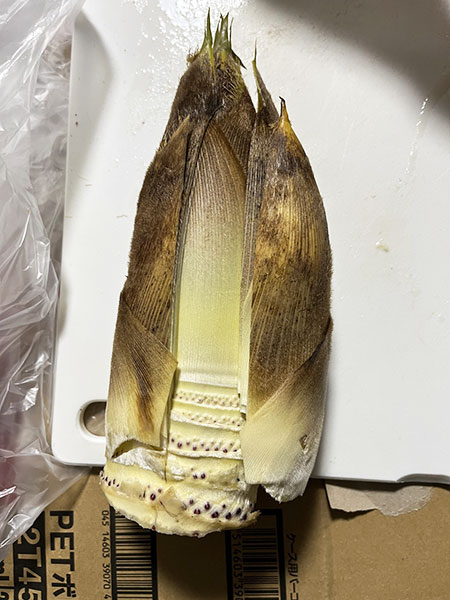 春の味覚の王者 栄養豊富な食材「たけのこ」を味わう