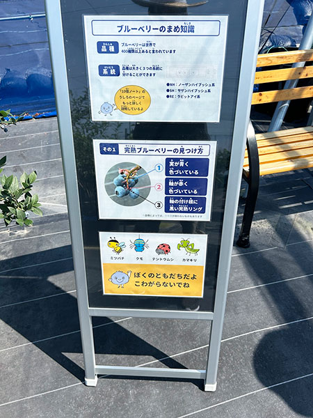 ブルーベリー豆知識