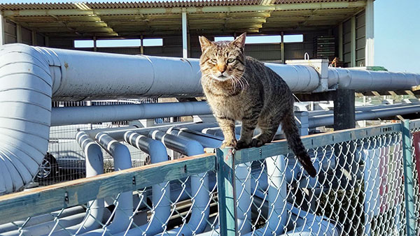 釣り場猫