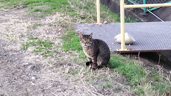 釣り場猫
