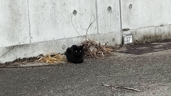 釣り場猫