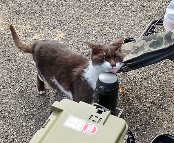 水筒をなめる猫