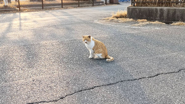 釣り場猫