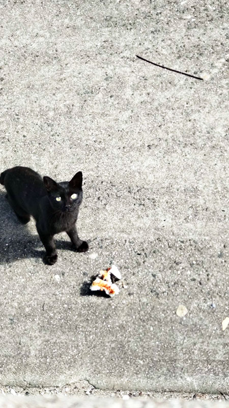 釣り場猫