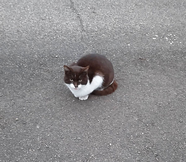 釣り場猫