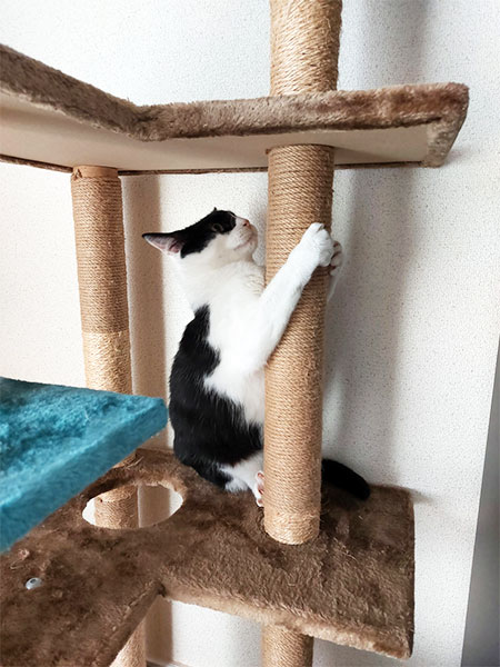 チェックにゃ～！