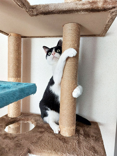 まあまあだにゃ！