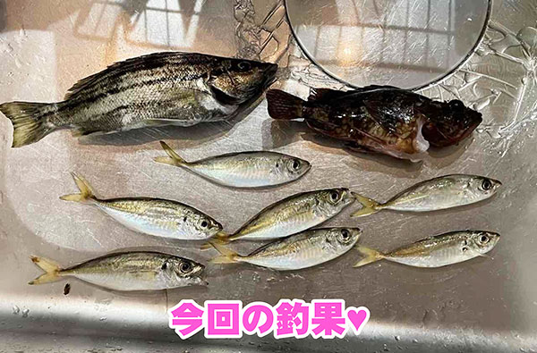 キッチンの魚