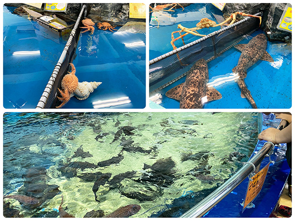 さわりんプール