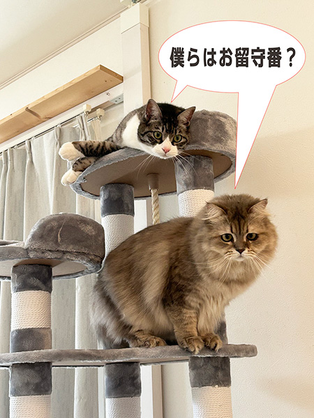 サスケとこてつ