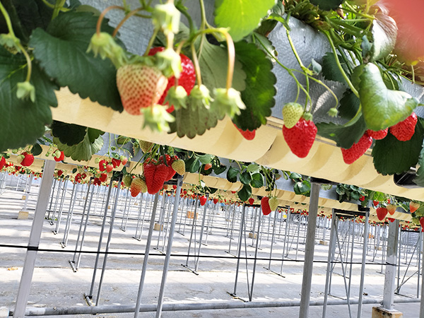 初めてのイチゴ狩り