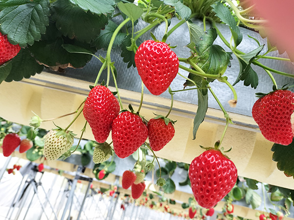 イチゴ