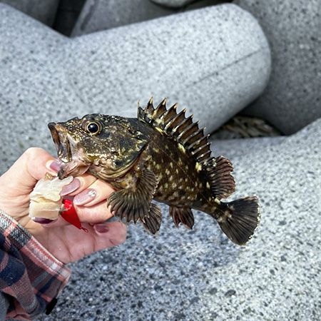 カサゴ