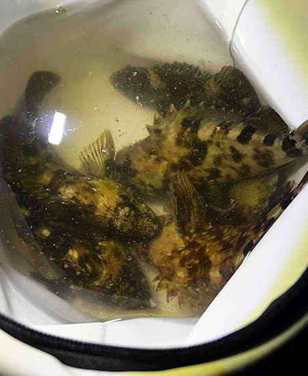 釣果
