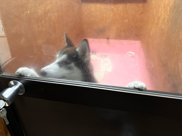 Dog's RAN写真5 Dog's RAN写真5
