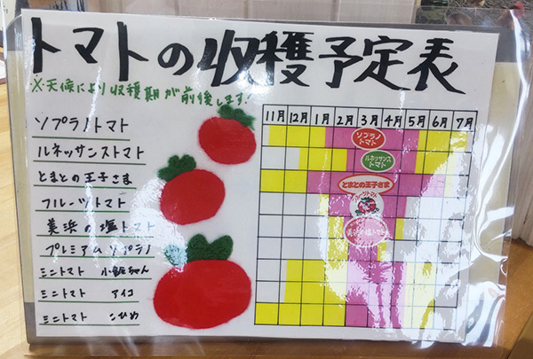 トマト品種収穫時期
