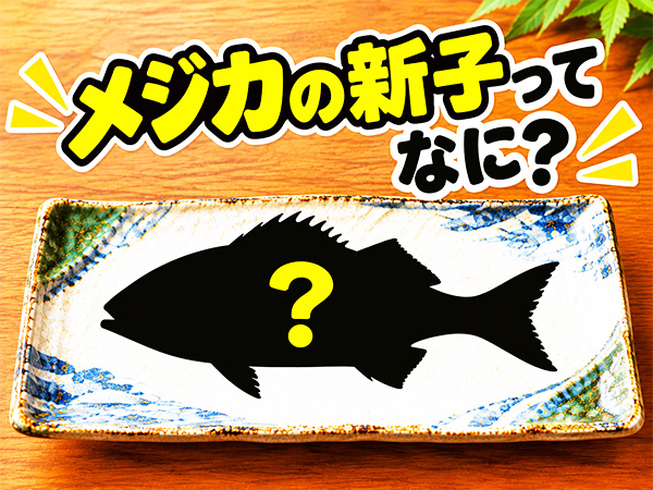 メジカってなあに？